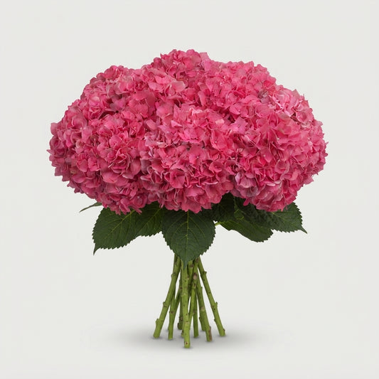 Hydrangea - Rodeo - Pink