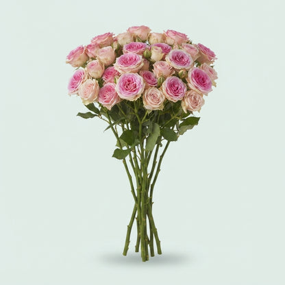 Spray Rose - Rosa - Mimi Eden