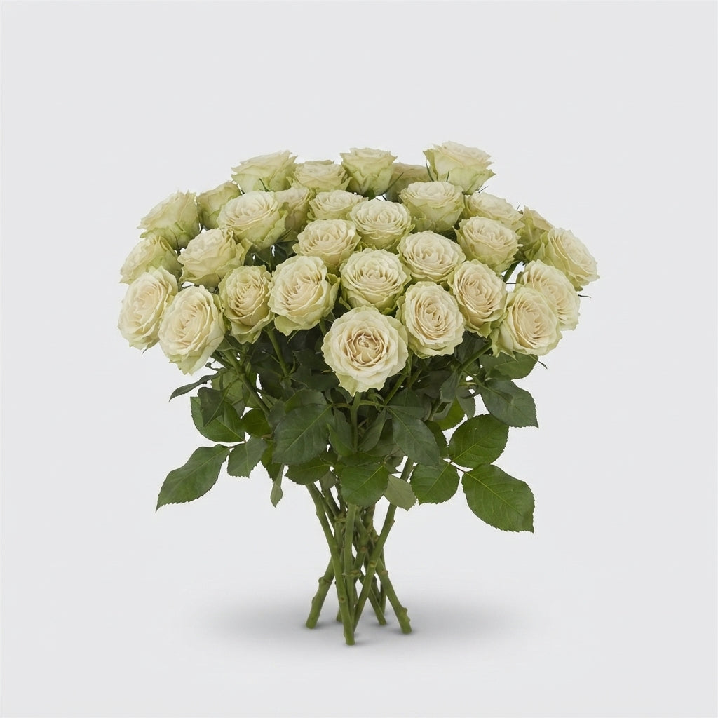 Spray Rose - Rosa - Limousine