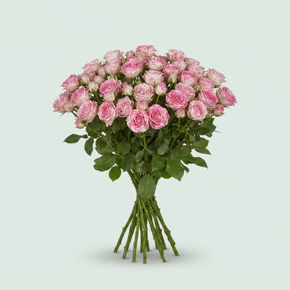 Spray Rose - Rosa - Kate-Lynn