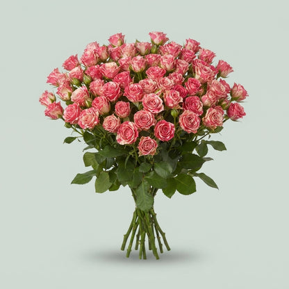 Spray Rose - Rosa - Fireworks