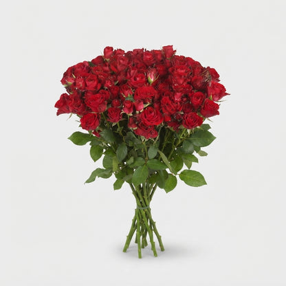 Spray Rose - Rosa - Dominica