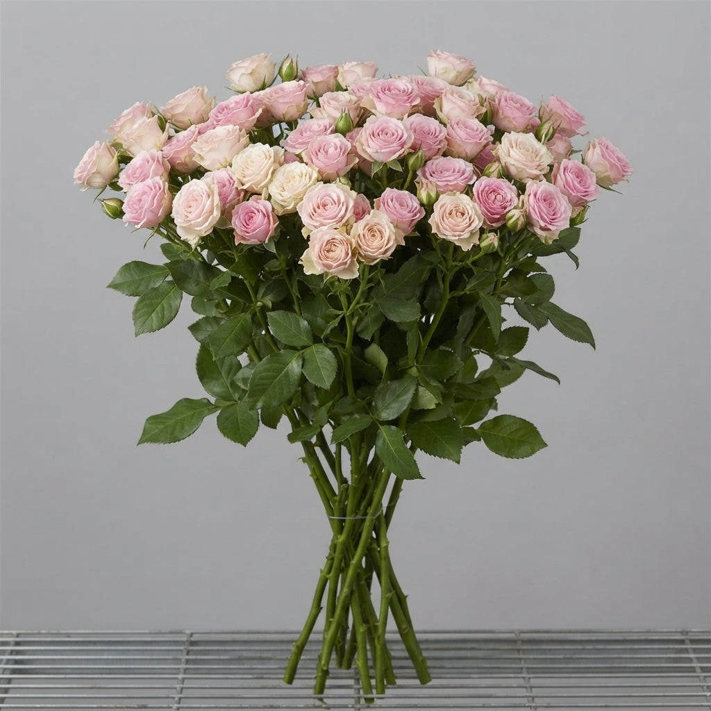 FeedSync:wholesale:43802d987b1b6dcd48ce582a4254a176b31554f4