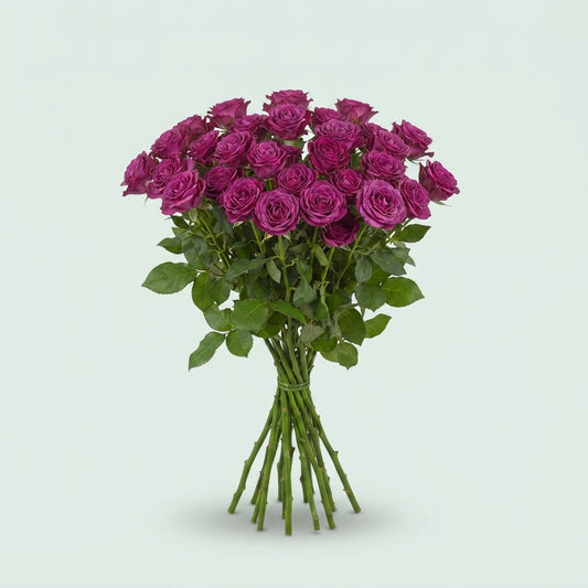 Spray Rose - Rosa - Cheyenne