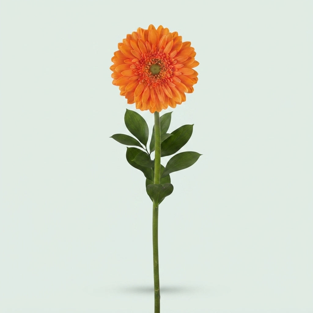 Orange Germini Cuby Cut Flowers – 45cm Stems
