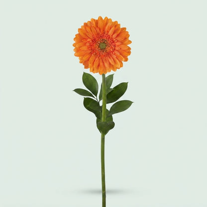 Orange Germini Cuby Cut Flowers – 45cm Stems