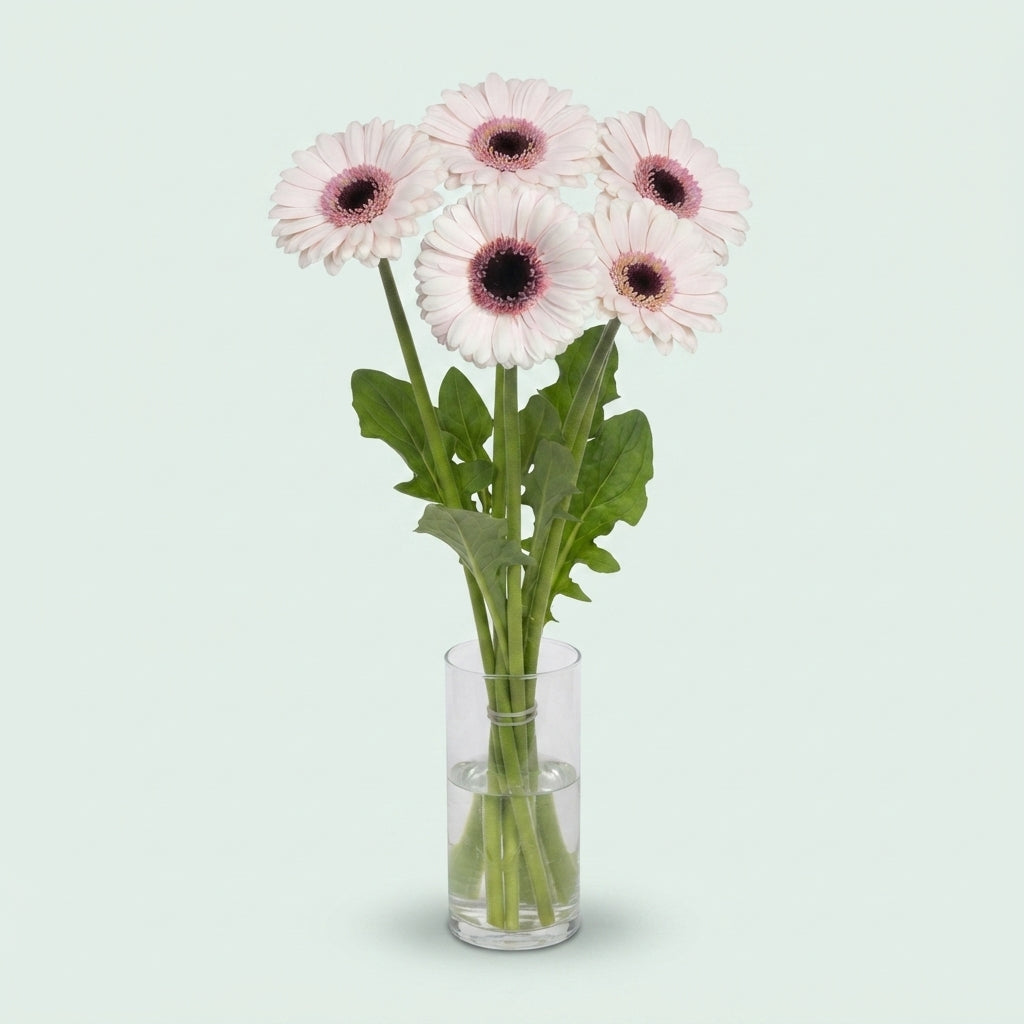 White Germini ‘Abby Lou’ Cut Flowers – 45cm Stems