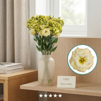 Yellow Lisianthus ‘Alissa’ – 70cm Stems