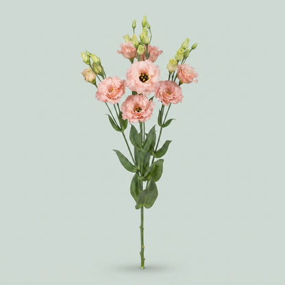 Alissa Peach Lisianthus Cut Flowers – 70cm, 10 Stems