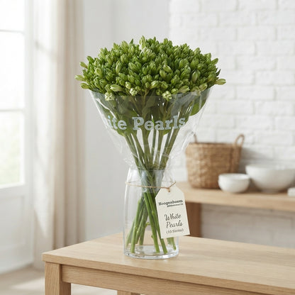 White Alstroemeria ‘White Pearls’ – 75cm Cut Stems