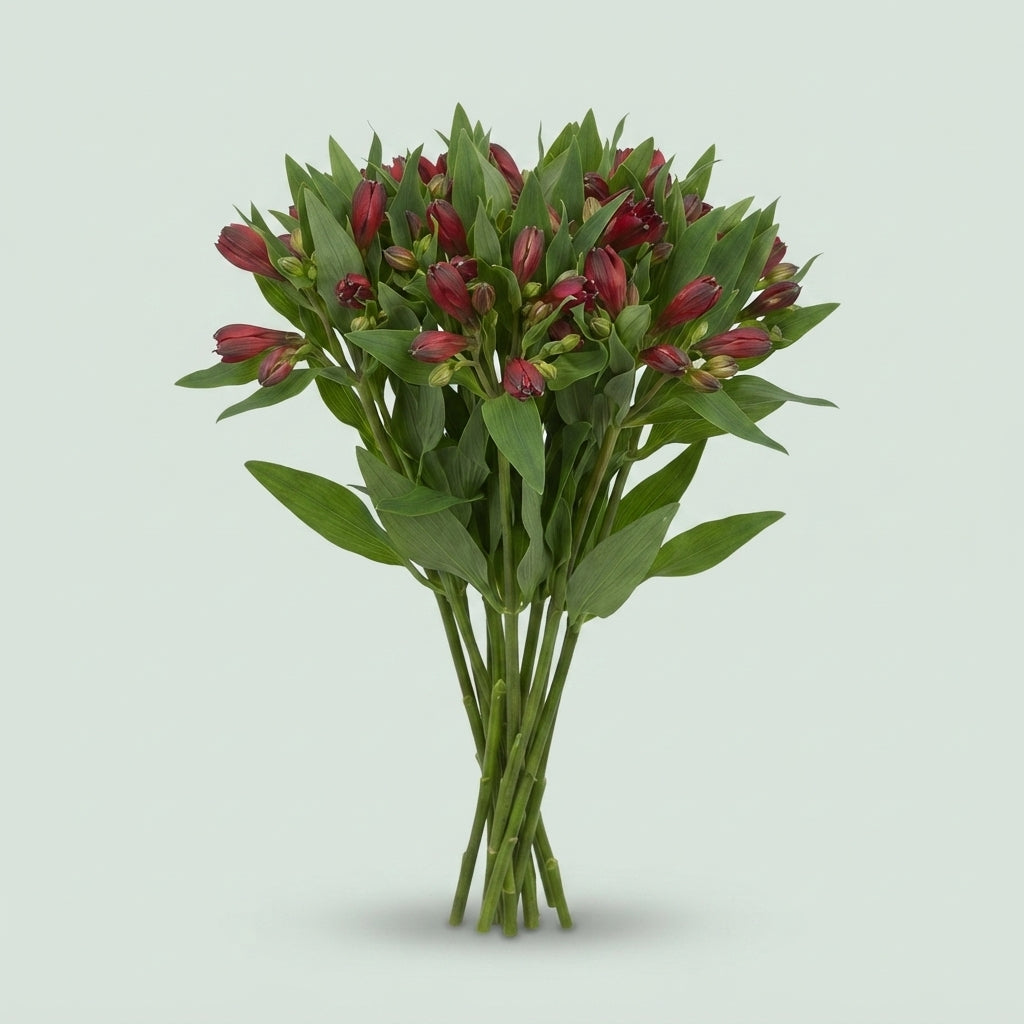 Red Alstroemeria 'Rumba' Cut Flowers – 75cm Stems