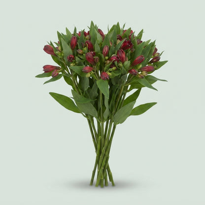 Red Alstroemeria 'Rumba' Cut Flowers – 75cm Stems