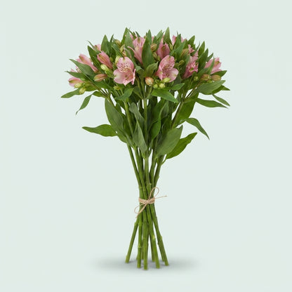 Pink Floyd Alstroemeria Cut Flowers – 10 Stems