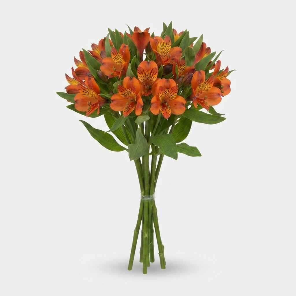 Orange Alstroemeria ‘Teshiho’ Cut Flowers – 75cm