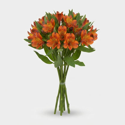 Orange Alstroemeria ‘Teshiho’ Cut Flowers – 75cm