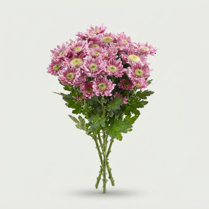 FeedSync:wholesale:4d5c05374717a59c24542e8c81b978a14c140f27