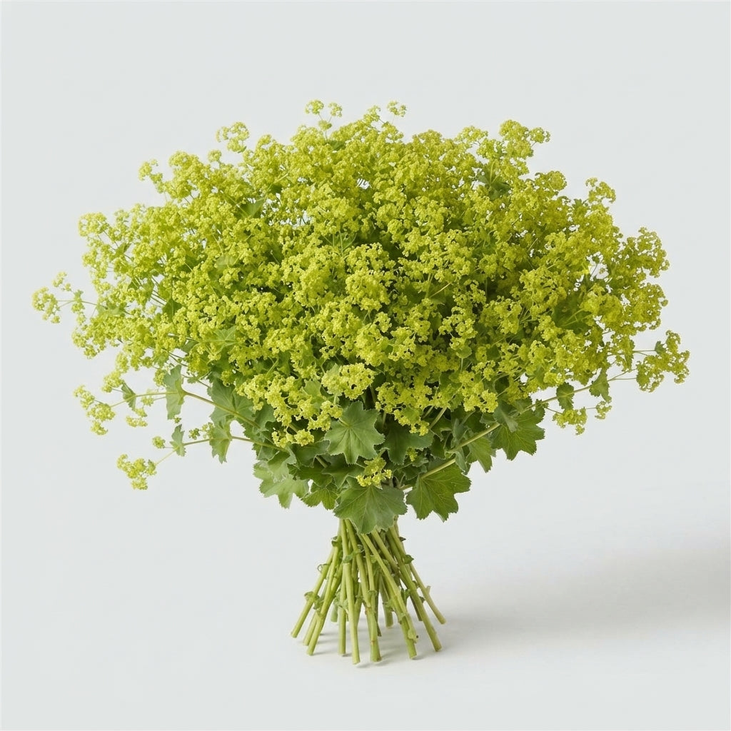 FeedSync:wholesale:c6557c316638dd6a449d4fa67bee062731f3c46f