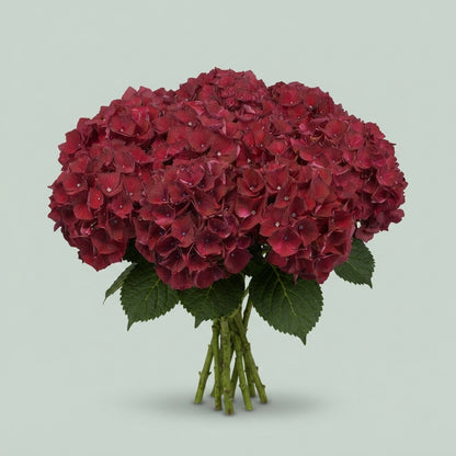 Hydrangea - Kolmaru - Magical Ruby Red