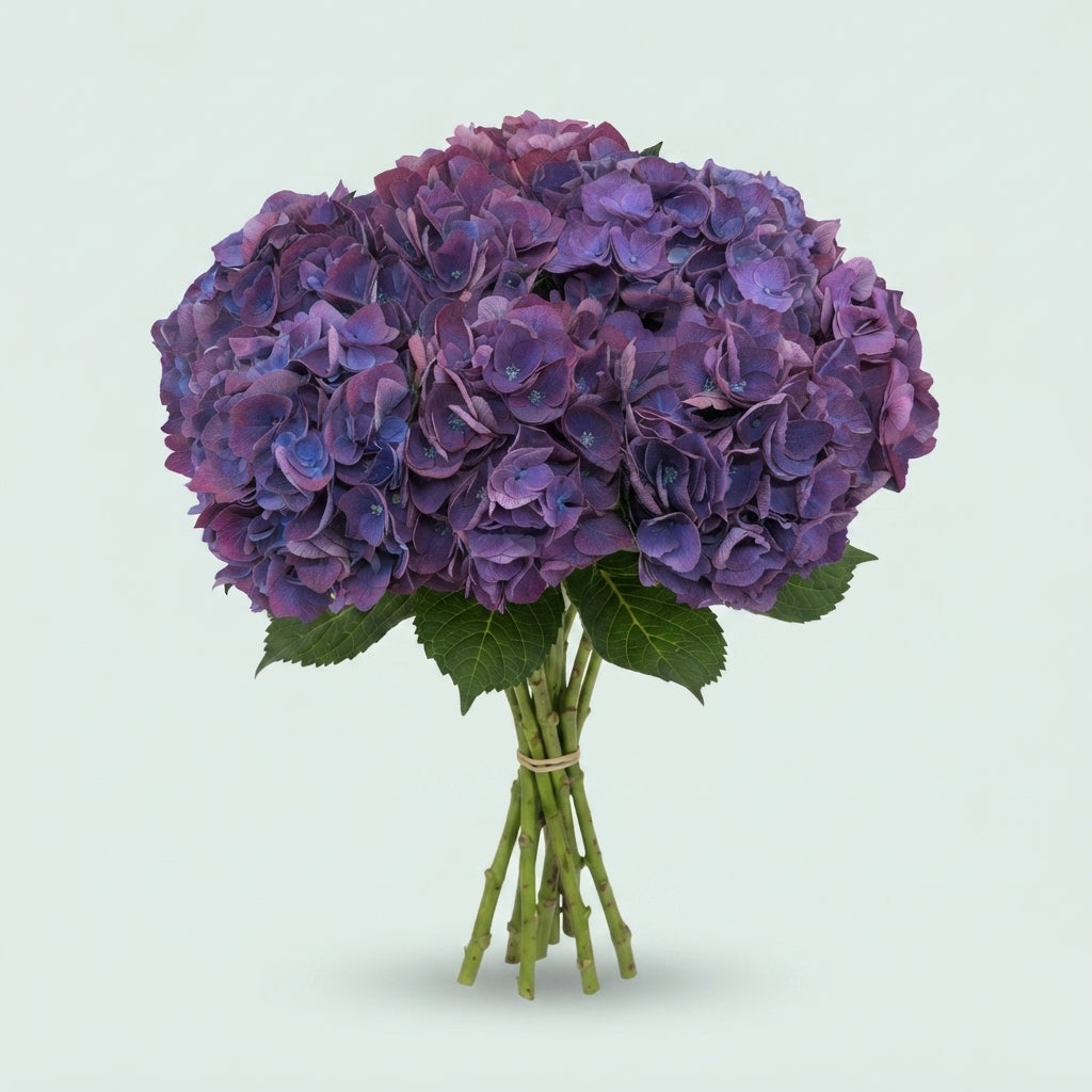 Hydrangea - Royal Opera