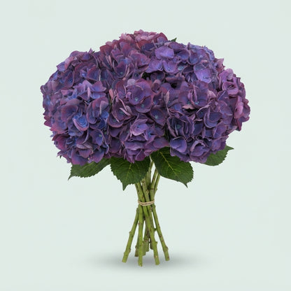 Hydrangea - Royal Opera