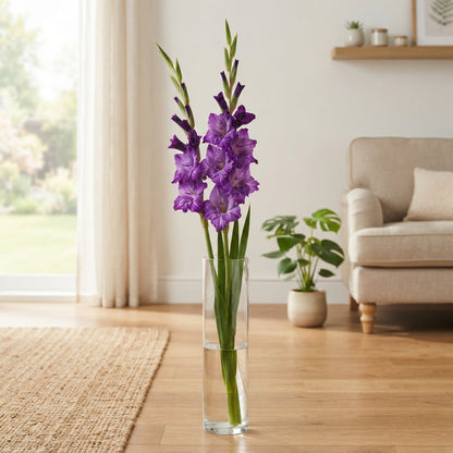 Purple Gladioli Cut Flowers – 90cm Stems