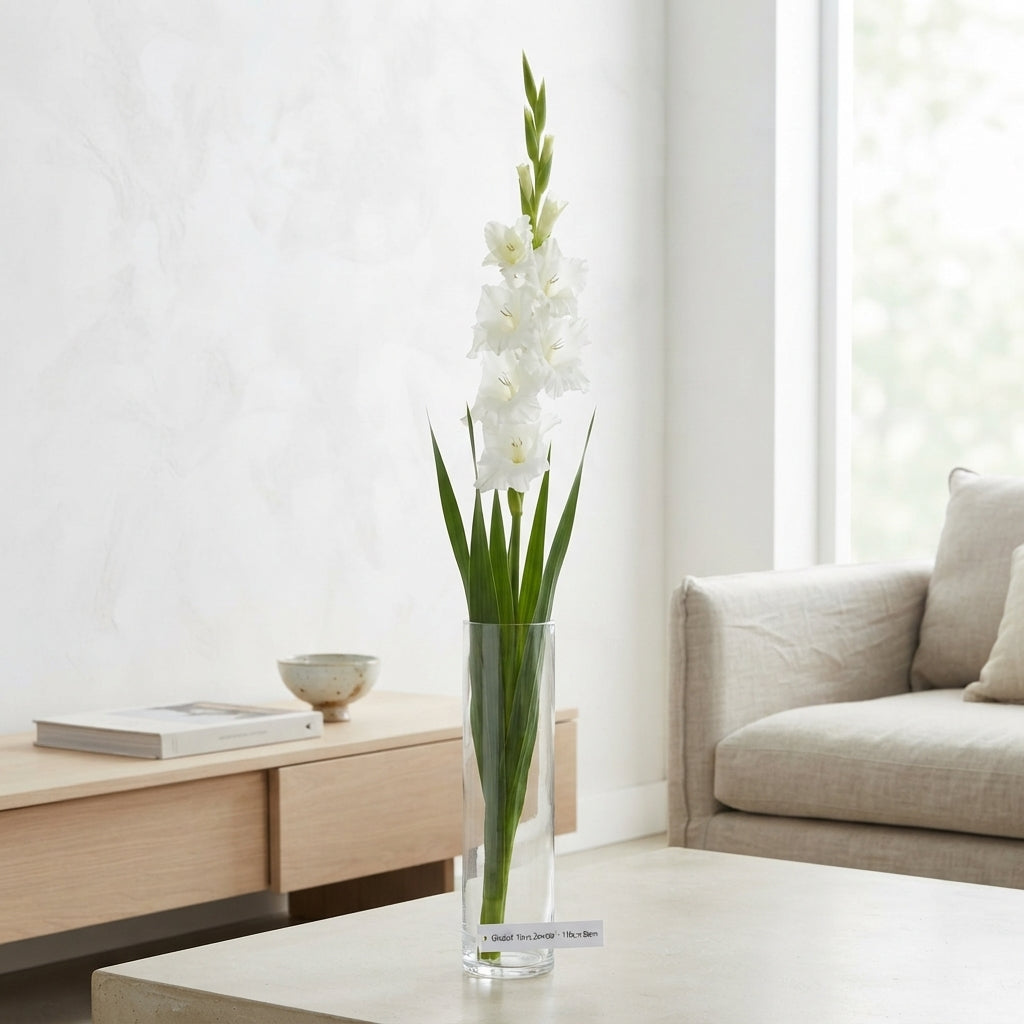 White Gladioli ‘Nova Zembla’ – 110cm Cut Stems