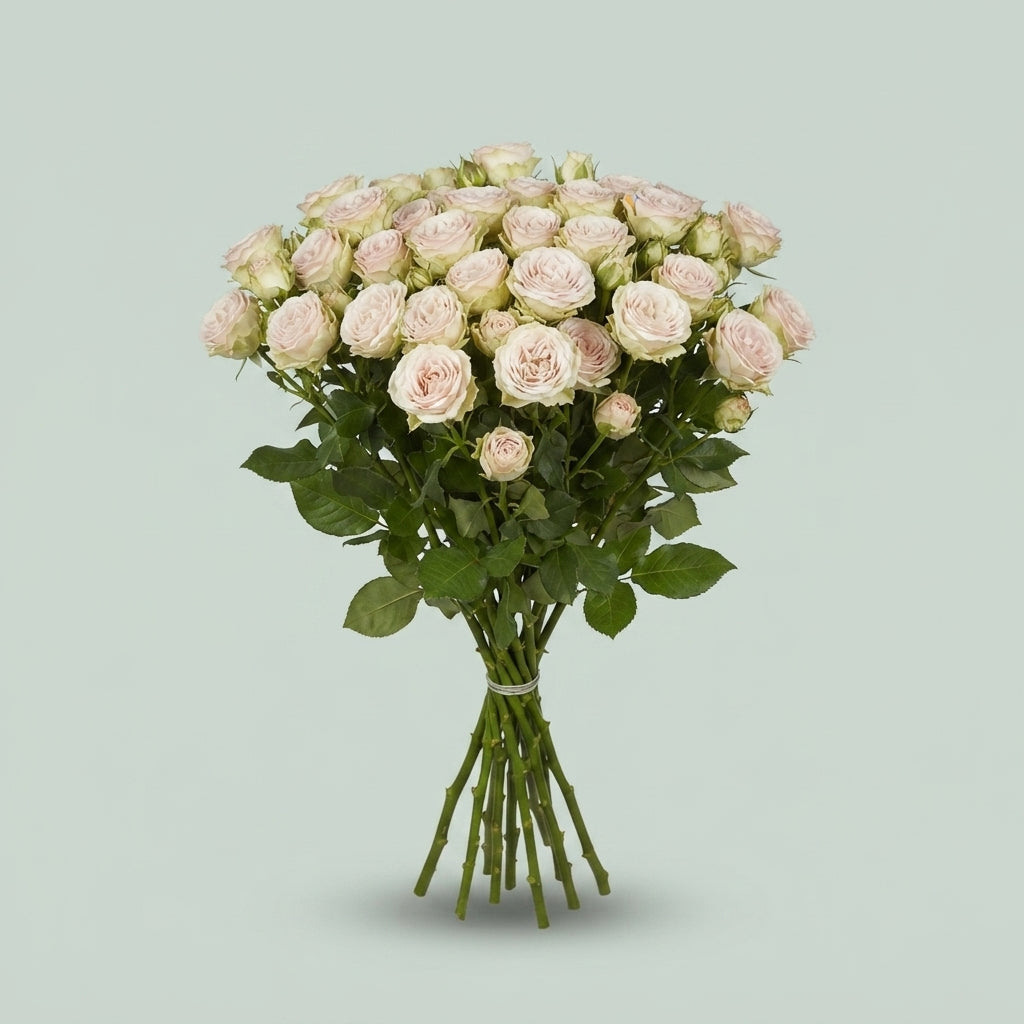 Spray Rose - Rosa - Galina