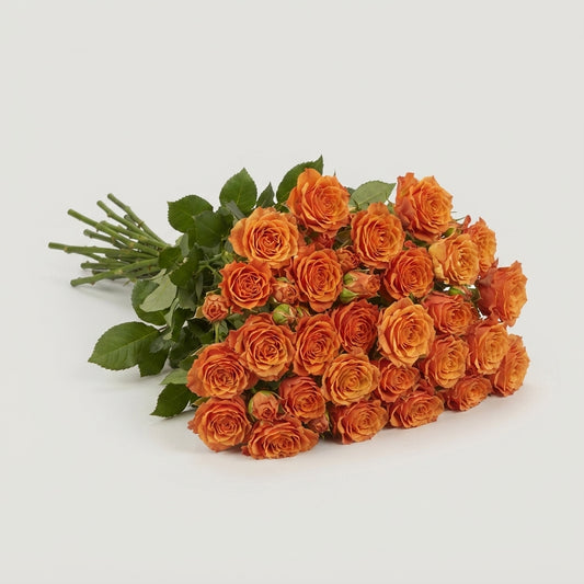 Spray Rose - Rosa - Coral Bubbles