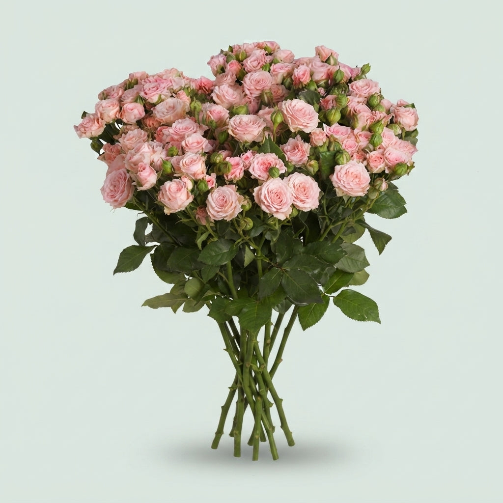 Spray Rose - Rosa - Aerobic