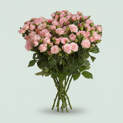 Spray Rose - Rosa - Aerobic