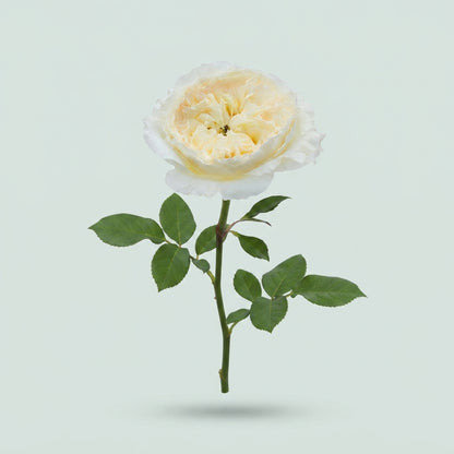 Rose - Rosa - David Austin Patience