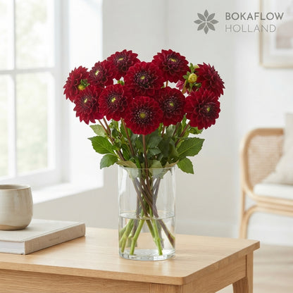 Red Fox Dahlia Cut Flowers – 55cm Stems