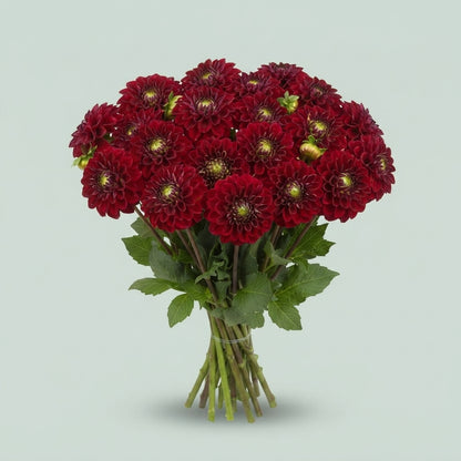 Red Fox Dahlia Cut Flowers – 55cm Stems