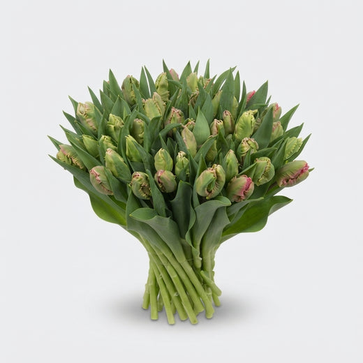 FeedSync:wholesale:4406453bbd527156c03c59dd89b0a57601aed7ee