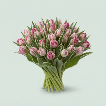 Tulip - Tulipa - Flash Point
