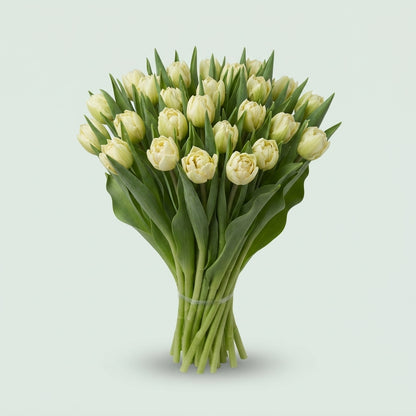 Tulip - Tulipa - Avant Garde