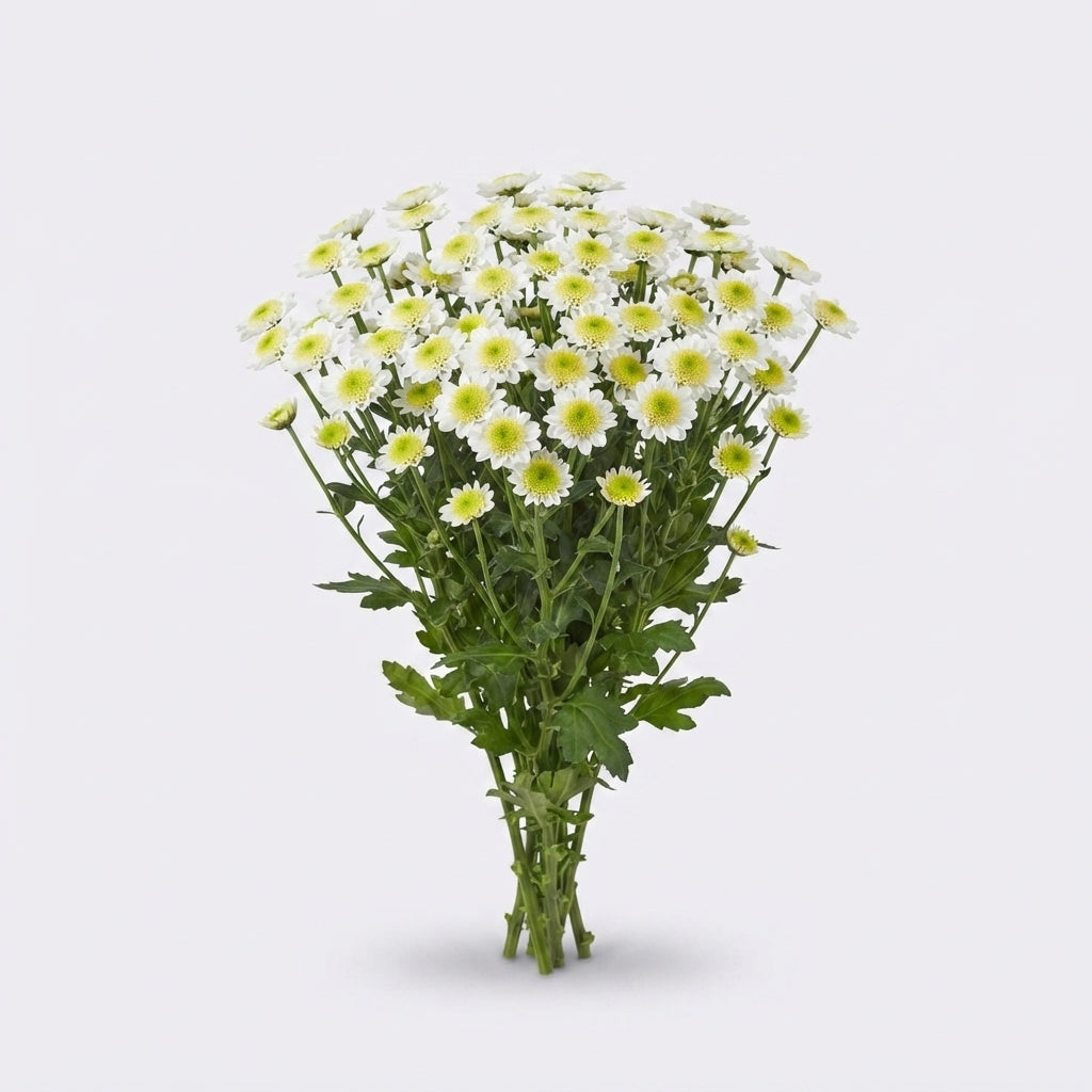 FeedSync:wholesale:04e01e715a985c6538499548cdb6c5c519e2062c