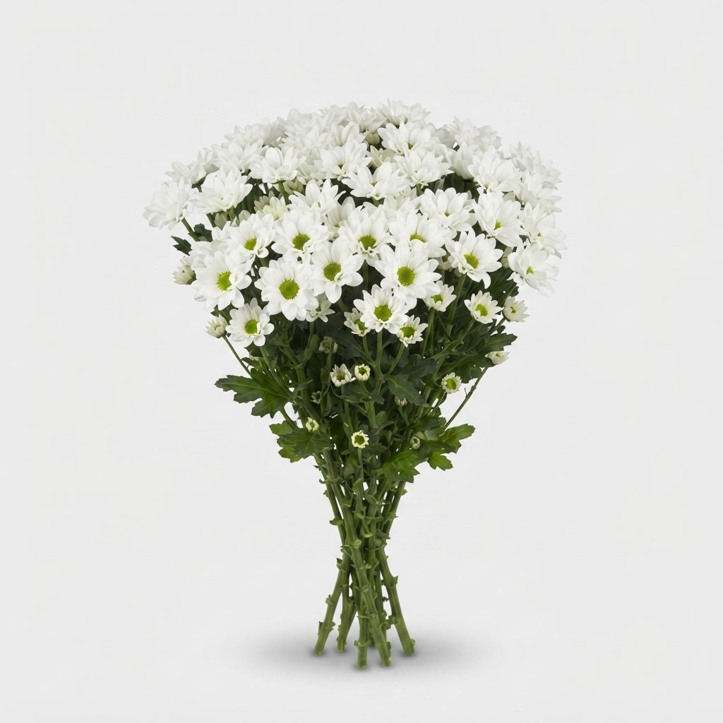 Santini Chrysanthemum - Chrysanthemum - Rossi White