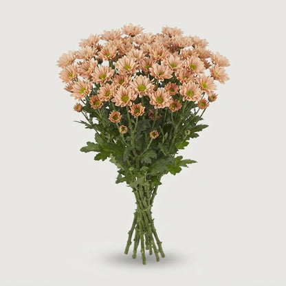 Santini Chrysanthemum - Chrysanthemum - Florossmok