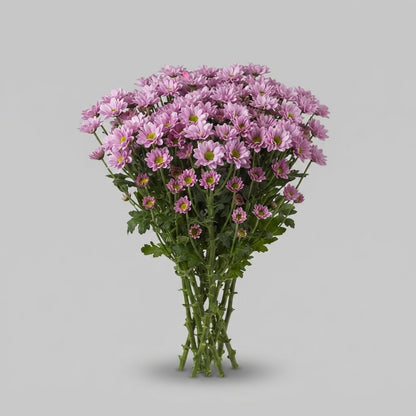 Santini Chrysanthemum - Chrysanthemum - Rossi Pink