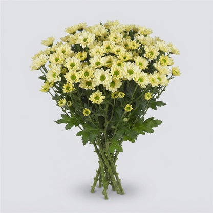 Santini Chrysanthemum - Chrysanthemum - Floroscre