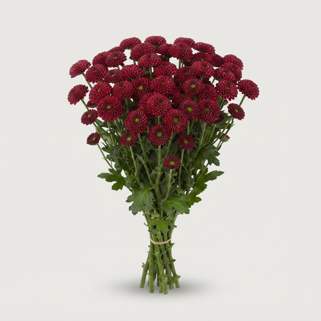 FeedSync:wholesale:03906530b29a8e4505e5e00d865124b625edaa7f