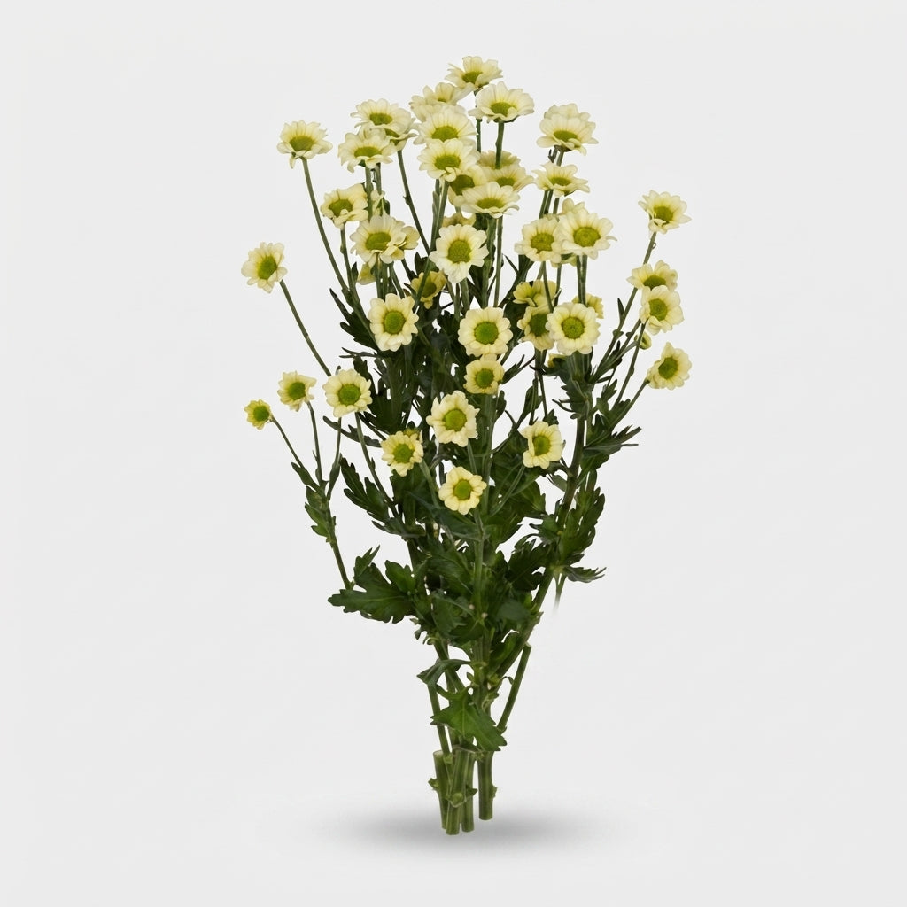 Santini Chrysanthemum - Chrysanthemum - Deknyaka Cream
