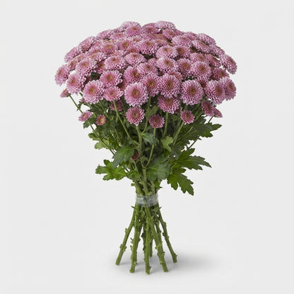Santini Chrysanthemum - Chrysanthemum - Dekdoriax Pink