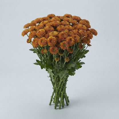 Santini Chrysanthemum - Chrysanthemum - Dekdoriax Orange