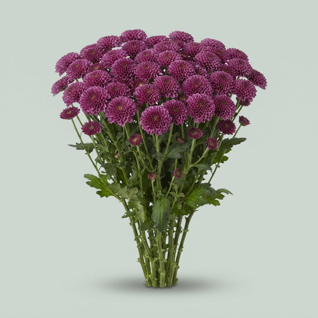 Santini Chrysanthemum - Chrysanthemum - Dekdoriax