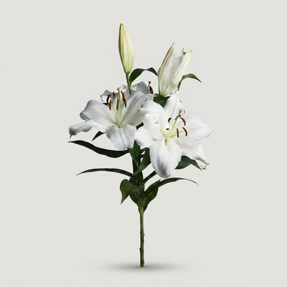 Lily - Lilium - Zambesi