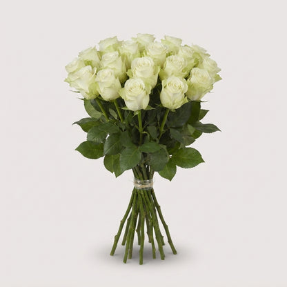 Rose - Snowstorm+