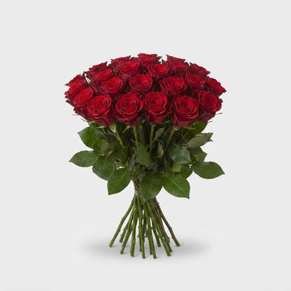 Rose - Rosa - Red Torch