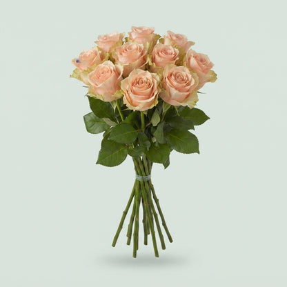 Rose - Rosa - Pearl Avalanche+